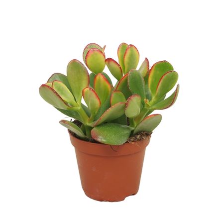 Crassula Sunset