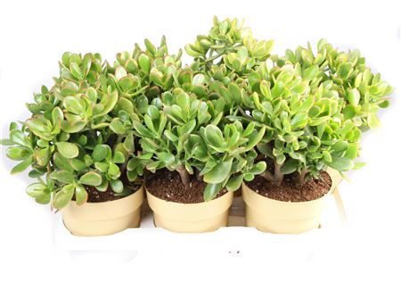 Crassula Ovata Sunset