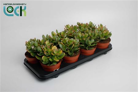 Crassula Sunset