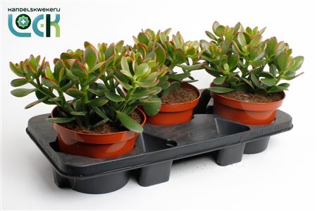 Crassula Ovata Sunset