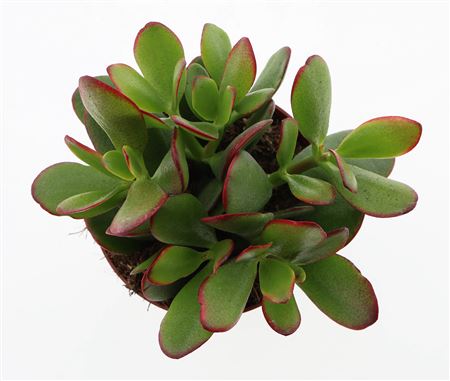 Crassula Ovata Sunset