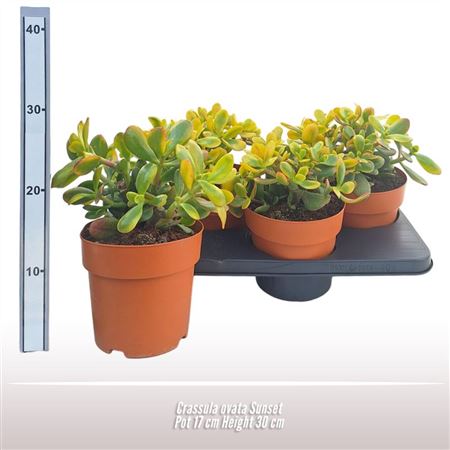 Crassula Ovata Sunset