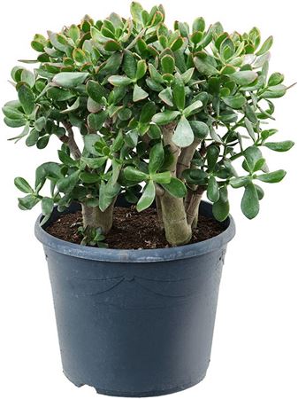 Crassula Ovata Sunset