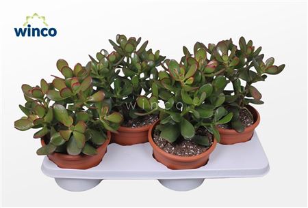 Crassula Sunset