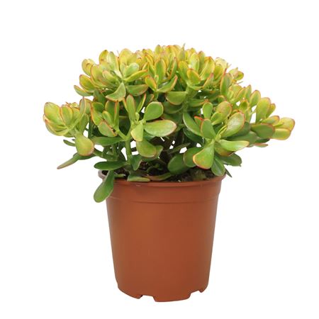 Crassula Sunset 27 Cm