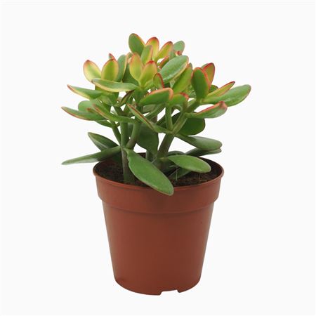 Crassula Sunset 27 Cm