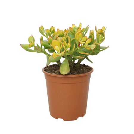 Crassula Sunset 24 Cm