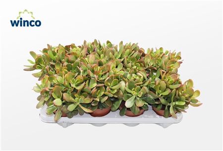 Crassula Sunset 12 Cm