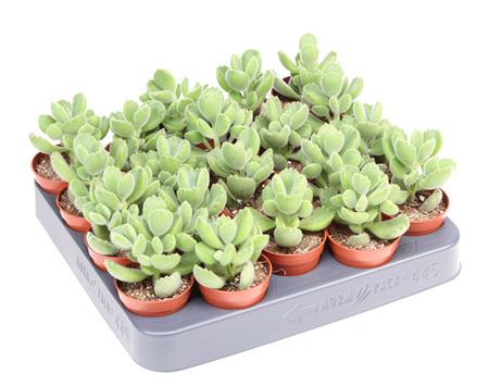 Cotyledon Ladysmithiensis