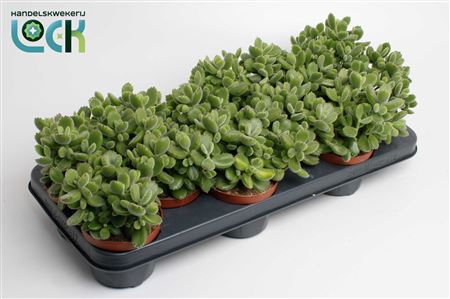 Cotyledon Ladismithiensis