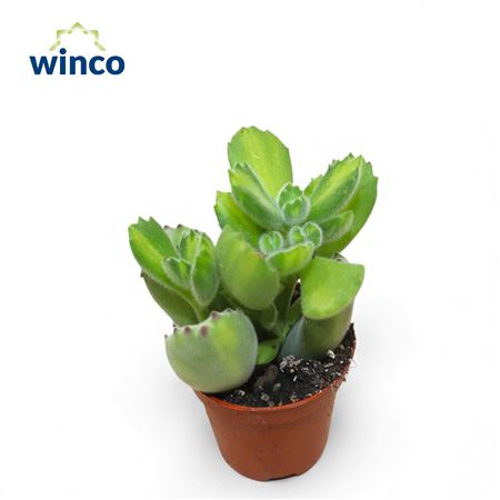 Cotyledon Ladysmithiensis