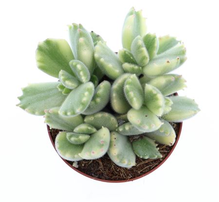Cotyledon Ladysmithiensis Variegata