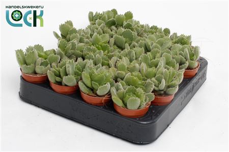 Cotyledon Ladysmithiensis