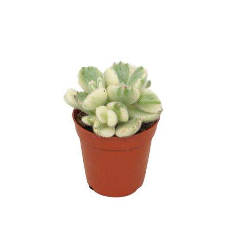 Cotyledon Ladysmithiensis Variegata