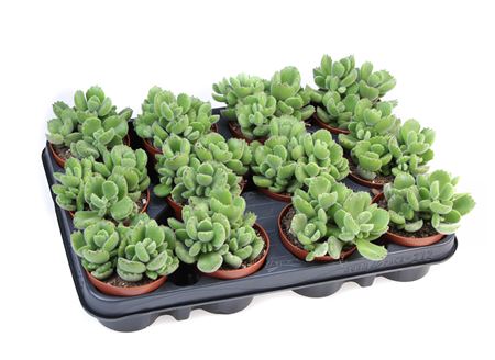 Cotyledon Ladysmithiensis