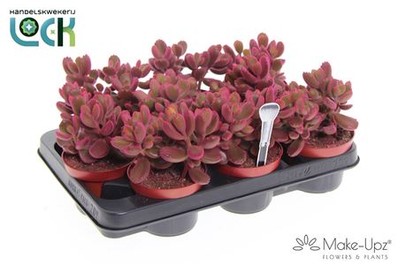 Cotyledon Ladismithiensis Pink