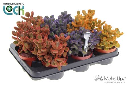 Cotyledon Ladismithiensis Mix