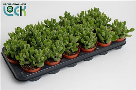 Cotyledon Ladismithiensis