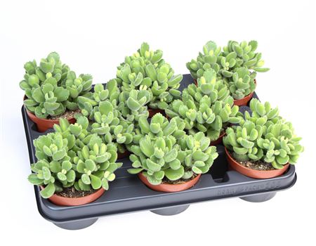 Cotyledon Ladysmithiensis