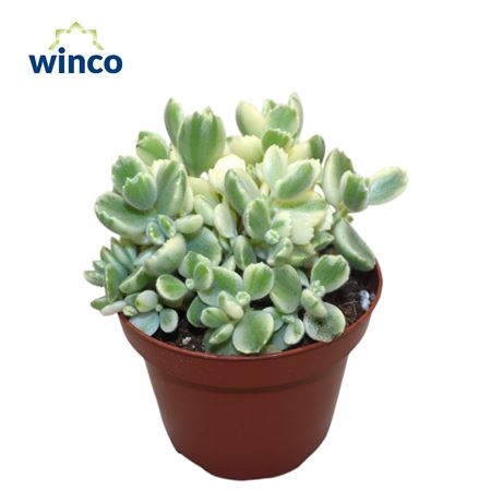 Cotyledon Ladysmithiensis Variegata