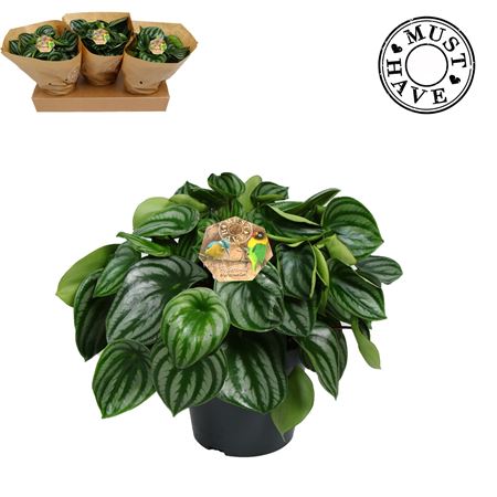 Peperomia Argyreia Watermelon (must Have)