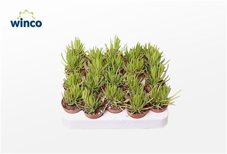 Senecio Barbertonicus (himalaya).