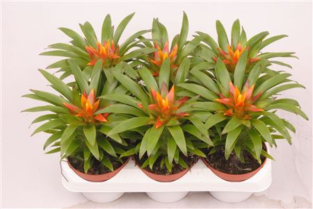 Guzmania Theresa