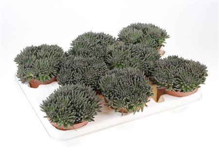 Sinocrassuls Yunnanensis