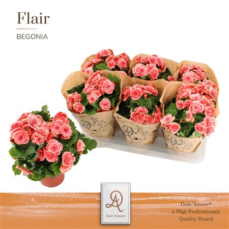 Begonia Borias (dolc'amore)