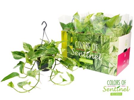 Epipremnum Marble Queen Hang