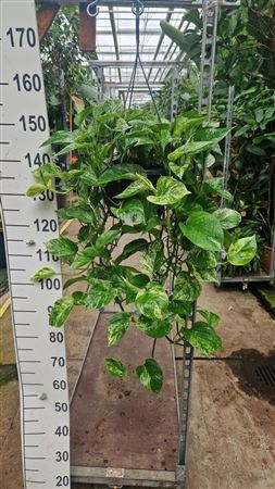 Epipremnum Pinnatum Marble Queen 100