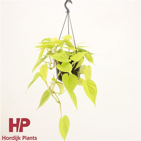 Epipremnum Pin Golden Pothos In Hanging Pot