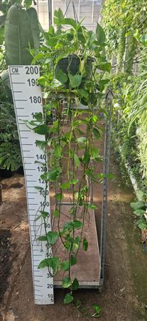 Epipremnum Areum Hangpot Xxl