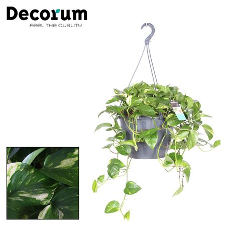 Epipremnum Aureum Hang Xxl (decorum)