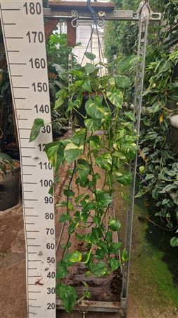 Epipremnum Aureum Hang