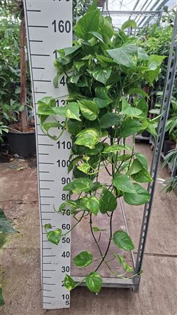 Epipremnum Aureum Hangplant 110