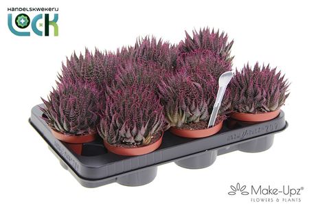 Aloe Aristata Make Upz Roze
