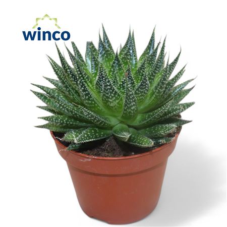 Aloe Aristata