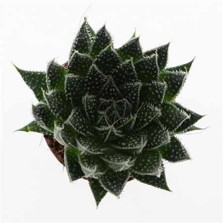Aloe Aristata