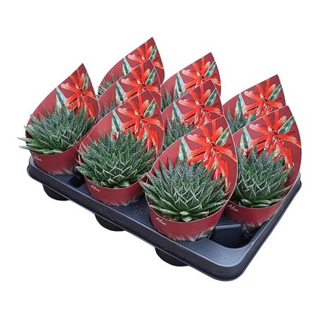 Aloe Aristata Potcover