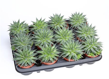 Aloe Aristata