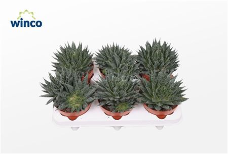 Aloe Aristata