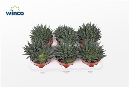 Aloe Aristata