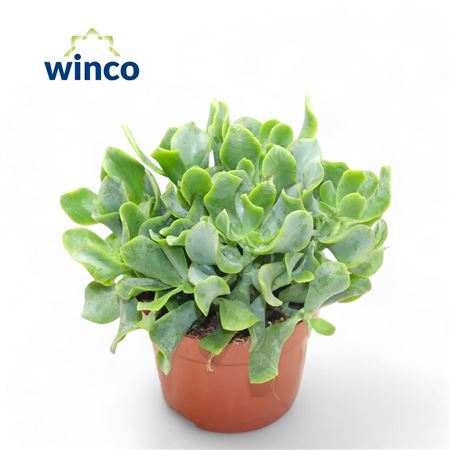 Crassula Undilatifolia