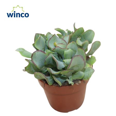 Crassula Undilatifolia