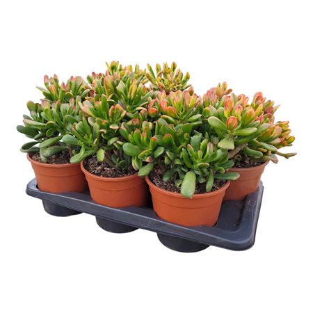 Crassula Hobbit Tricolor Potcover