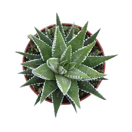 Haworthia Fasciata Big Band