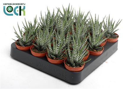 Haworthia Big Band