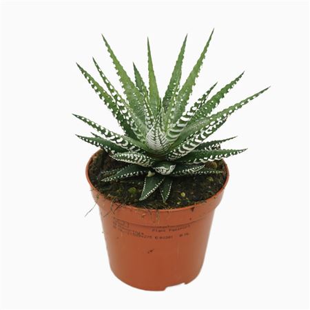 Haworthia Fasciata Big Band