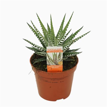 Haworthia Fasciata Big Band